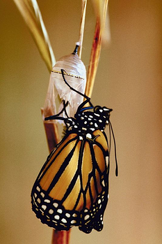 monarch-butterfly1-resized-600